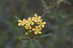 Hairy St. Johnswort